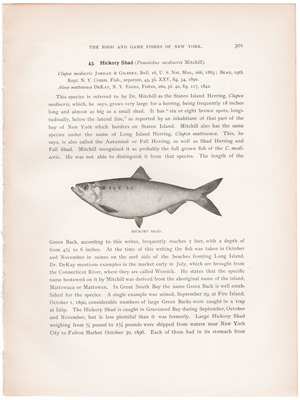 HICKORY SHAD / BRANCH HERRING